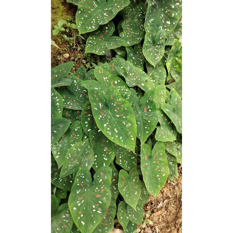 Mon đốm chấm bi