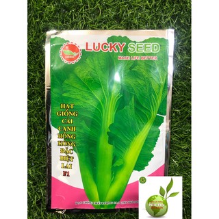 HẠT GIỐNG RAU CẢI BẸ HỒNG KÔNG ĐẶC BIỆT LAI F1 gói 20gr