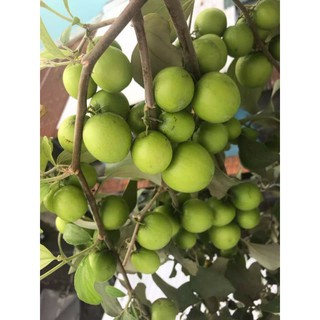 Cây 🌲 Táo xanh Thái (đang trái)