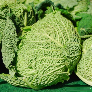 Gói 0,5 gram hạt giống bắp cải nhăn F1 cao sản xuất xứ Đức