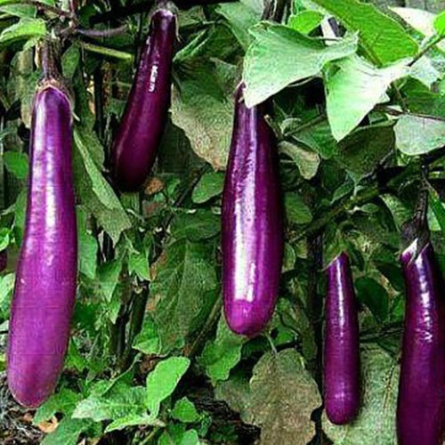 HẠT CÀ TÍM DÀI F1 THÁI LAN - GÓI 1 GRAM