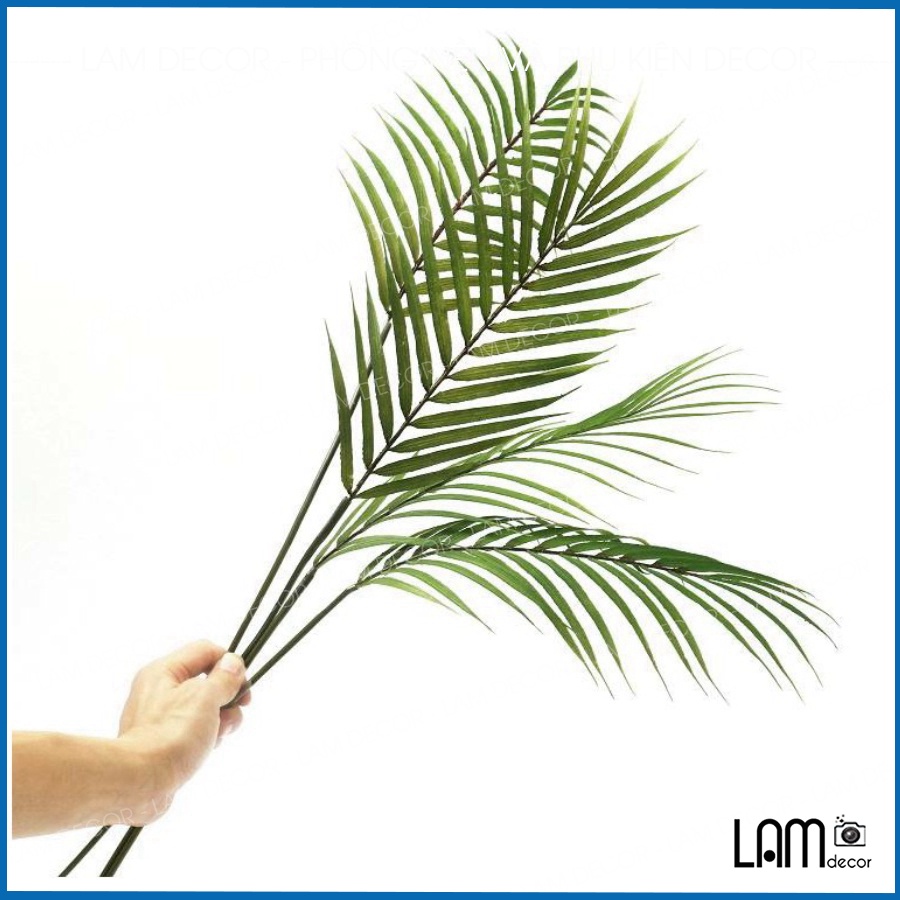 Lá dừa nước chụp siêu đẹp