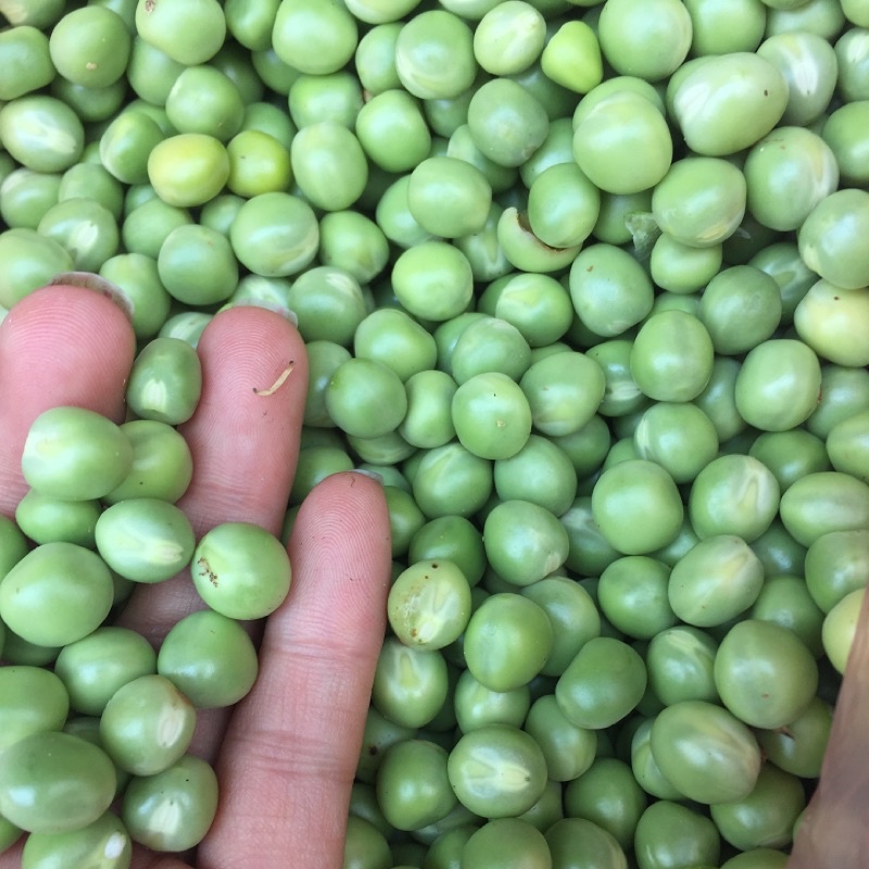 1kg đậu hà lan xanh (không biến đổi gene).