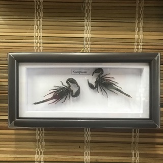 Tranh bọ cạp tiêu bản