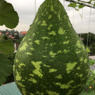 HẠT GIỐNG BẦU SAO YANGLONG F1