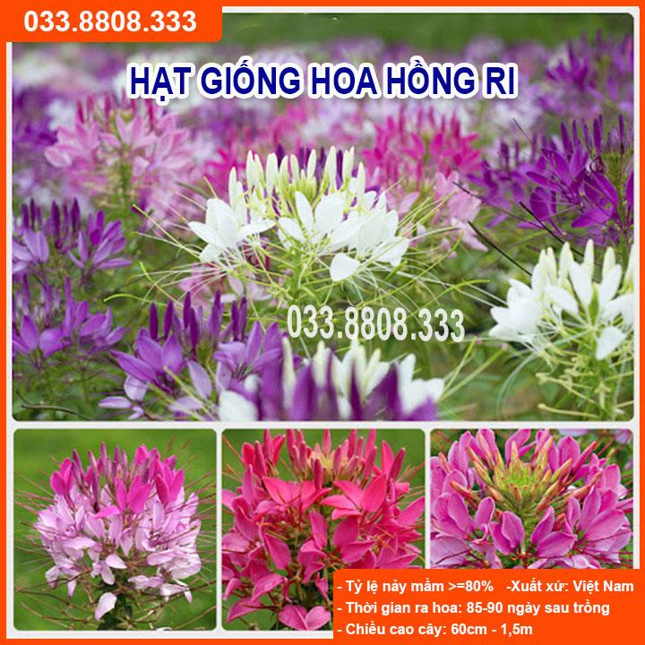 HẠT GIỐNG HOA HỒNG RI -  GIỐNG CHUẨN