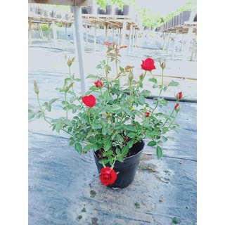 Cây hoa hồng siêu nụ (hàng đẹp) cao 30-40cm