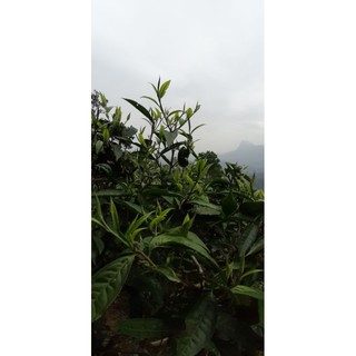 Hồng Trà cổ thụ