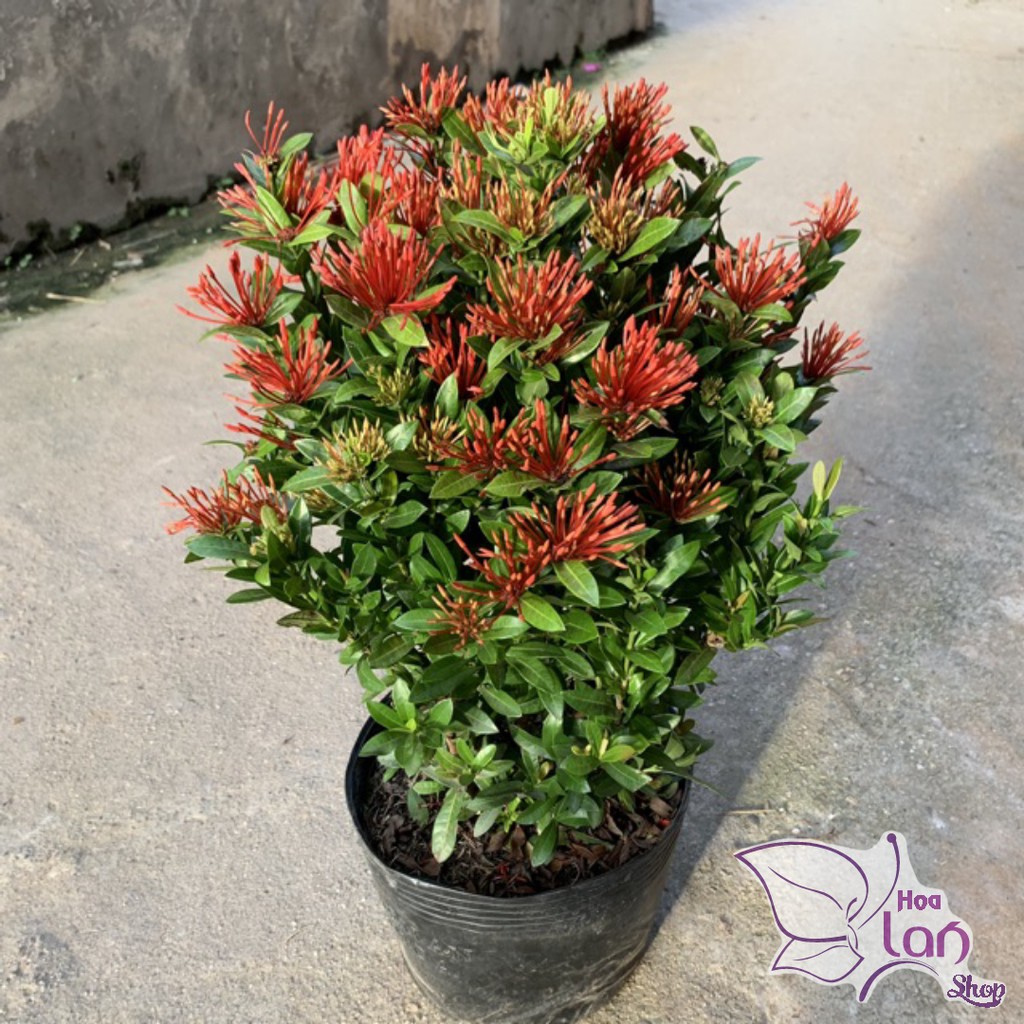 Cây mẫu đơn đỏ cao 30cm, cây dễ trồng và chăm sóc, ra hoa rực rỡ quanh năm thích hợp trồng ngoại thất