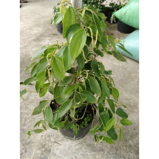 Cây 🌲 Tiêu Xanh Bình thuận