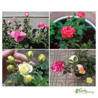 20 Hạt giống Hoa hồng Tỉ muội (tặng gói Kích nẩy mầm và Hướng dẫn) XTRA TẶNG KÈM PHÂN VÀ KÍCH MẦM