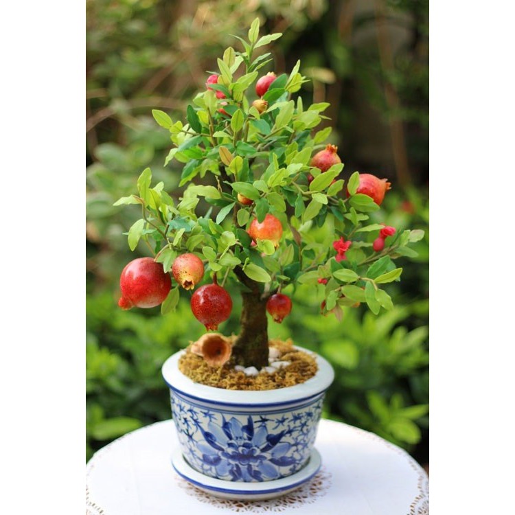 Hạt giống lựu lùn bonsai_ 10 hạt  tặng kèm 3 viên nén kích thích ươm hạt giống