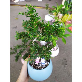CÂY BONSAI MINI LINH SAM