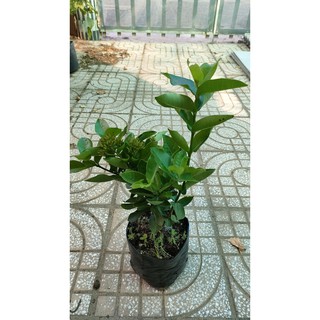 Cây hoa Trang Mỹ hồng