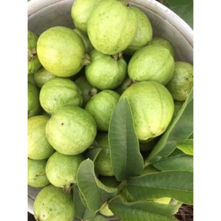 CÂY GIỐNG ỔI GĂNG ( ỔI ĐÔNG DƯ HAY ỔI TỨ QUÝ)