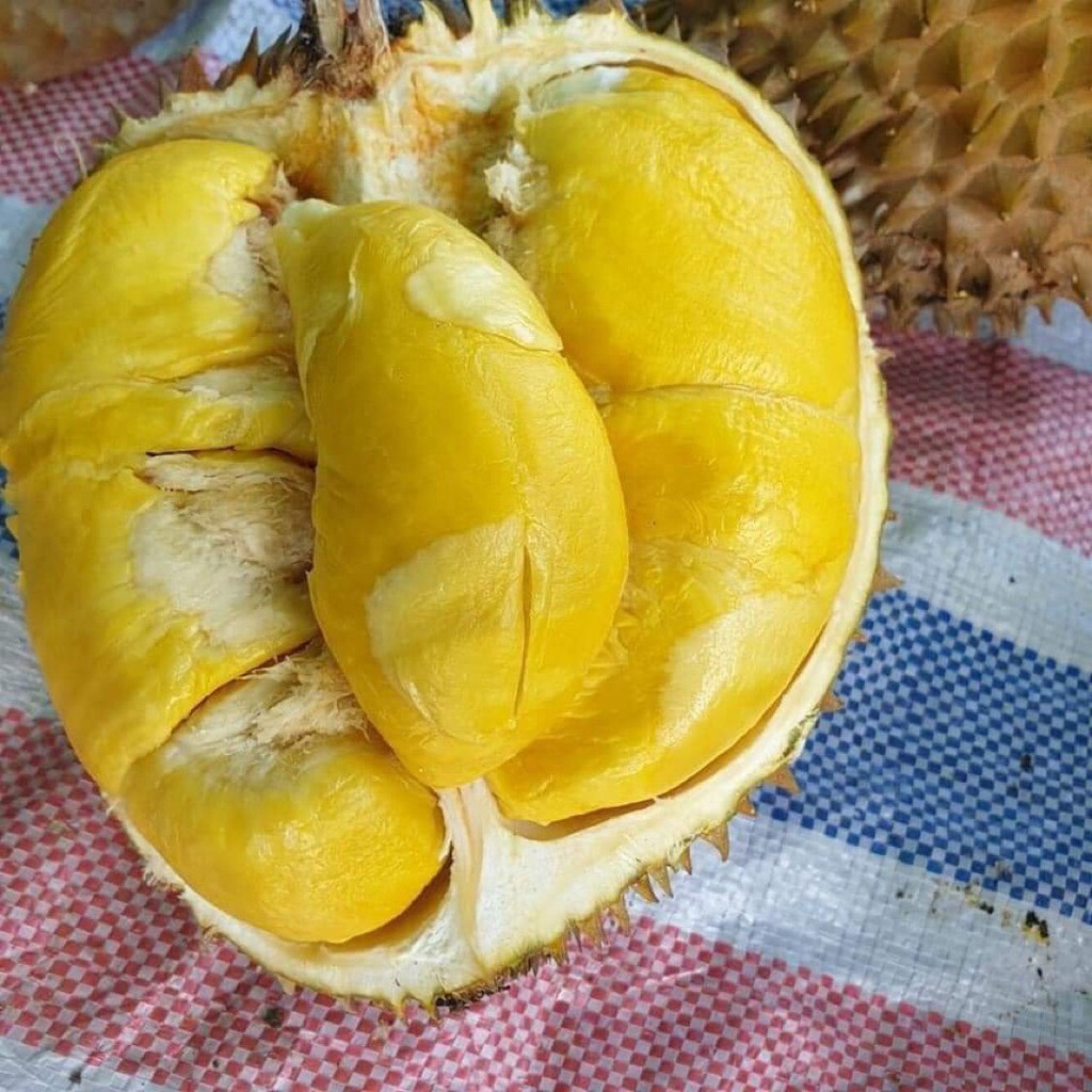 QUẢ SẦU RIÊNG ĐẦU MÙA LÂM ĐỒNG BAO ĂN QUẢ LỚN TỪ 2kg | BigBuy360 - bigbuy360.vn