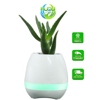 Loa Nghe Nhạc Huqu K3 Kiêm Chậu Cây -Chạm Vào Lá Cây Cảm Ứng Bản Nhạc