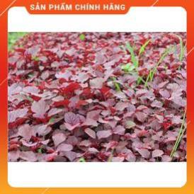 HẠT GIỐNG RAU DỀN ĐỎ CAO SẢN GÓI 20 GRAM