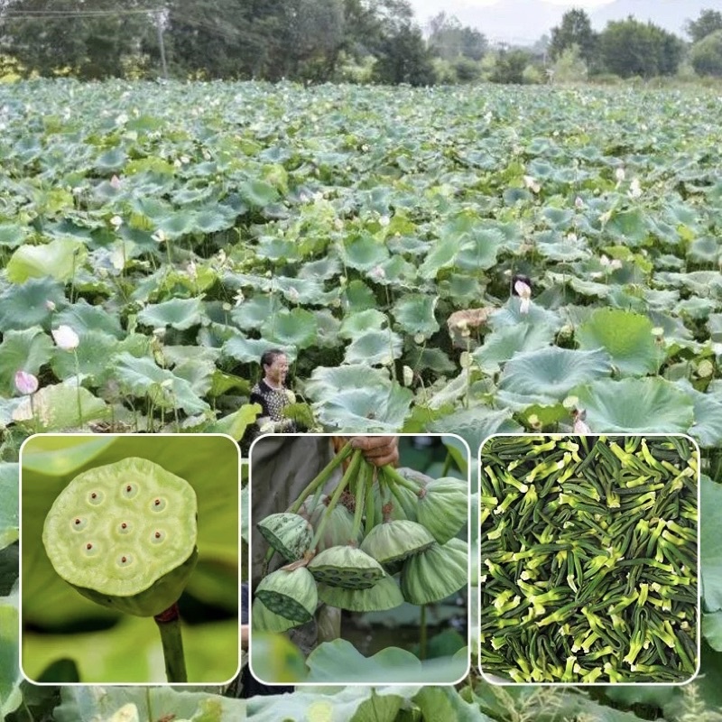 Trà tim sen (tâm sen) loại ngon - an thần, ngủ ngon, giảm cân, ổn định huyết áp, tim mạch | Bột Natural