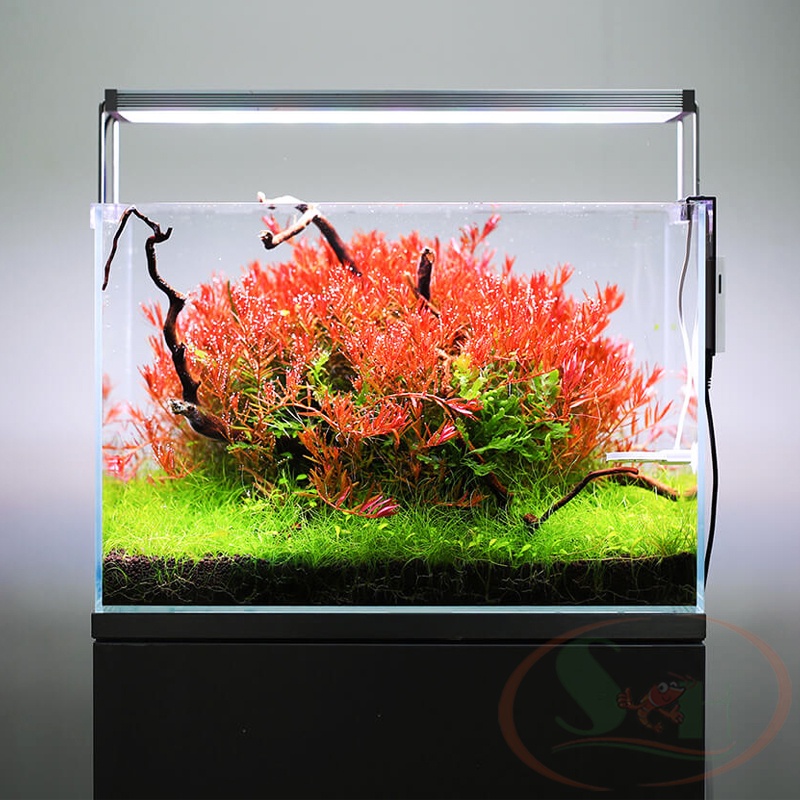 [Xả hàng tồn] Đèn led Twinstar S-Line III 600SA, 900SA, 1200SA quang phổ thủy sinh cá tép cao cấp