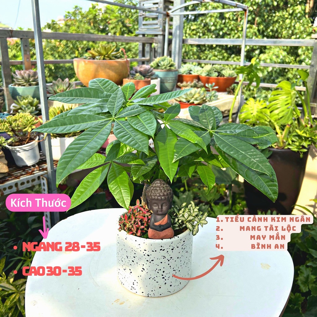 Tiểu cảnh cây kim ngân để bàn kết hợp cùng tượng bình an , bảng tên , cẩm nhung mang tài lộc , may mắn cho gia chủ