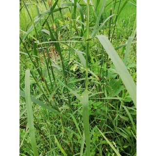 cây sậy nước( cây giống)