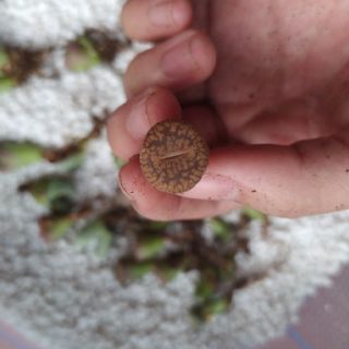 Sen lithops lẻ (sen mông)