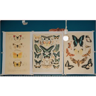 TRANH CỔ ĐIỂN KHỔ A2-mẫu lông vũ