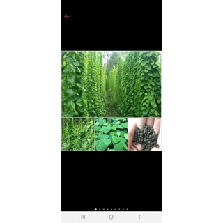 hạt  giống sương sâm lông