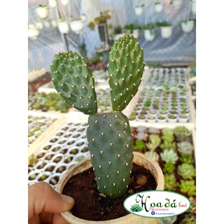 Xương rồng tai thỏ loại lớn - cây trung cao 20cm Hoa Đá BMT
