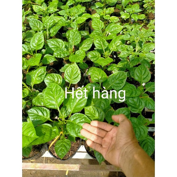 Ớt Charapita Pêru ớt đắc nhất thế giới to khoẻ cao 22-25cm