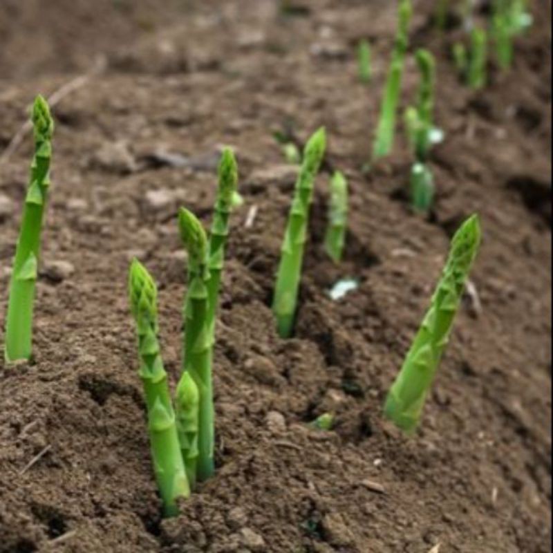 30h hạt giống măng Tây xanh F1 mỹ , dể trồng - năng suất cao