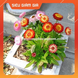 100H - HẠT GIỐNG HOA BẤT TỬ [Giá Hủy Diệt]