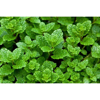 HẠT GIỐNG HÚNG LỦI