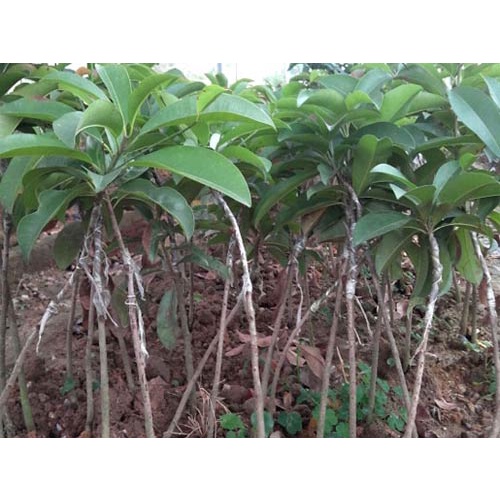 Cây Giống Hồng Xiêm Xuân Đỉnh Ghép 1 Năm cho Trái