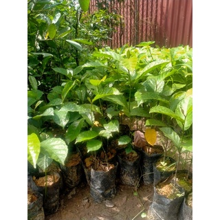 COMBO 2 CÂY GIỐNG CHAY NẾP RUỘT ĐỎ,(tặng kèm túi phân bón)