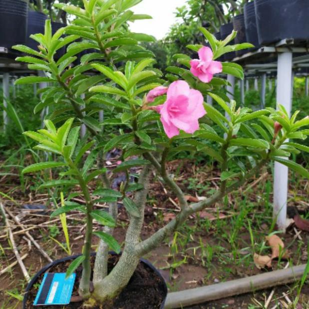 Cây Hoa Sứ Kỳ Duyên