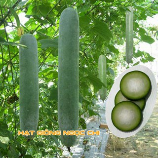 Hạt Giống Quả Bí Sặt (Bí Đao Xanh) - 30H