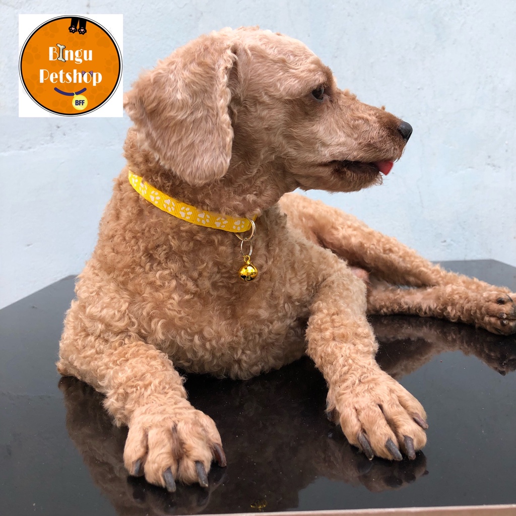 VÒNG CỔ LỤC LẠC IN HÌNH THÚ CƯNG CHO CHÓ MÈO - DƯỚI 5 KG - 6 MÀU