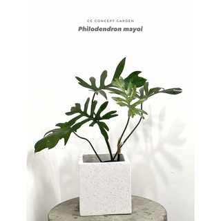 (Now/Grab) Set Trầu Bà Mayoi & Chậu Đá Mài Trắng 20cm