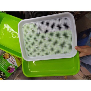 5 khay trồng rau mầm