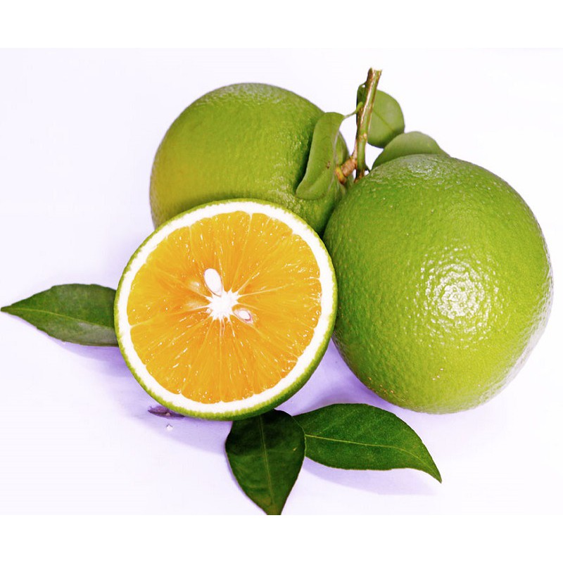 Cam Xoàn Thái Lát Sấy Khô 100gr | Trà Cam Detox Thanh Lọc Cơ Thể