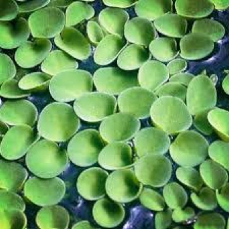🌿bèo tai chuột 10~20 cây🌿