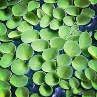 🌿bèo tai chuột 10~20 cây🌿
