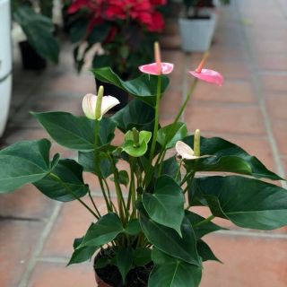 Cây Hồng Môn ( Để bàn )