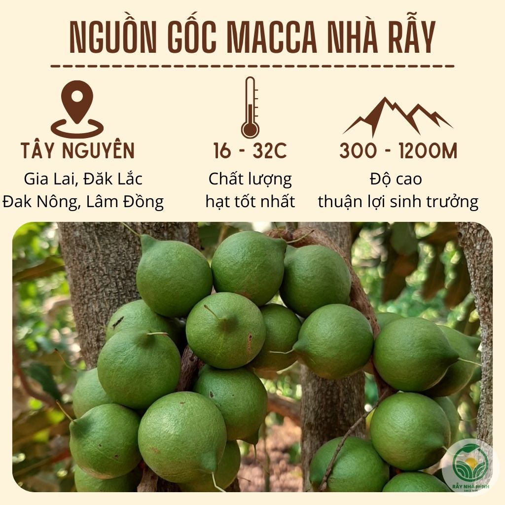 500g Hạt Macca Nứt Vỏ Tây Nguyên Tươi Sấy Lạnh Loại 1, Tặng Đồ Khui