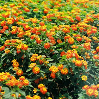 Cây hoa ngũ sắc thái