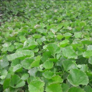 Cây giống rau má lá nhỏ