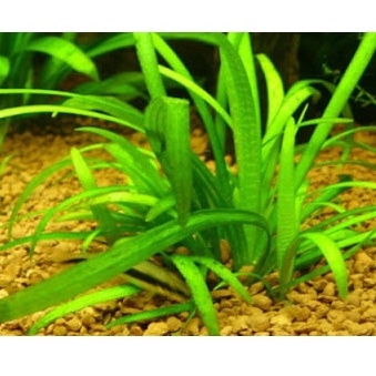 Cỏ thìa thủy sinh, không cần CO2 dễ trồng.