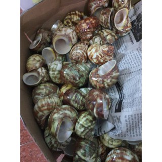 MÔ HÌNH COMBO 70K/03 vỏ XÀ CỪ SPECIAL siêu xịn đẹp cho cục cưng nhà mình ạ. (ngẫu nhiên size, kt dưới 3.5cm)